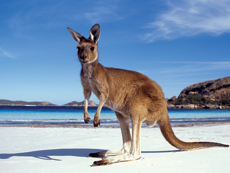 Känguru i Australien