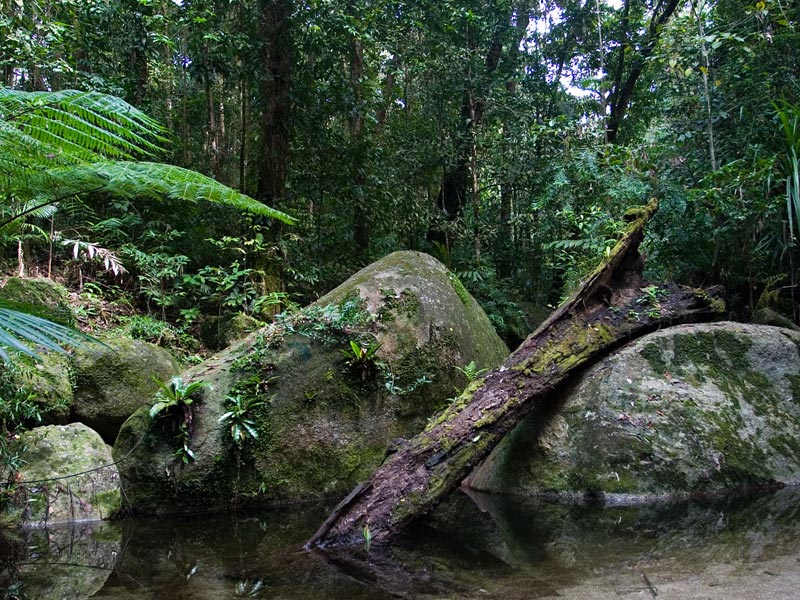 Förtrollande skog i Daintree National Park