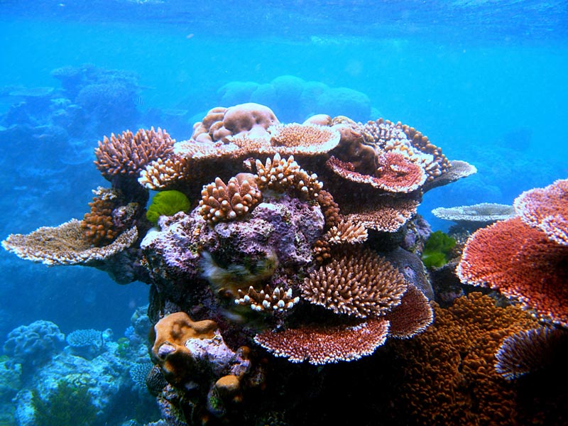 Korallrev i Australien